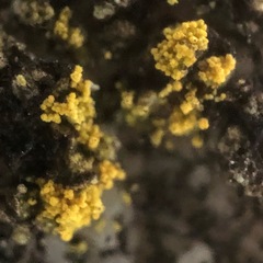 Flavoplaca flavocitrina