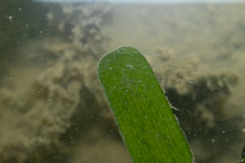 Cymodocea rotundata observed 2026-05-19
