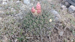 Thelocactus rinconensis
