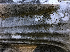 Flavoplaca flavocitrina