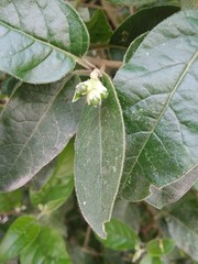 Cestrum tomentosum