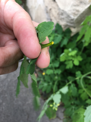 Chelidonium majus