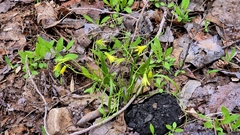 Gagea minima, photograph (c) Анна Митрошенкова, some rights reserved (CC BY)