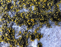 Flavoplaca flavocitrina