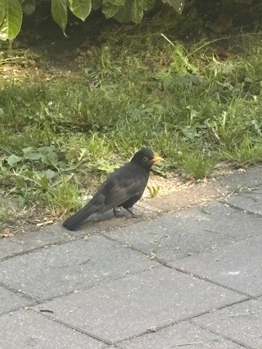 Eurasian Blackbird
