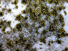 Flavoplaca flavocitrina