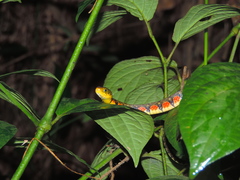 Triangle Keelback photo 2