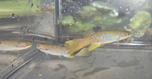 Agila killifish (Laimosemion agilae) — Rivulidae — 4