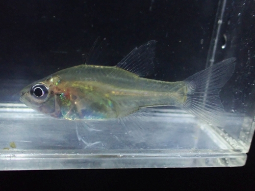 Amboina cardinalfish (Fibramia amboinensis) — Apogonidae — 4
