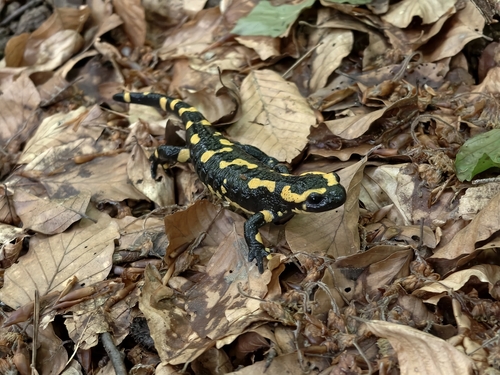 Feuersalamander