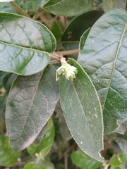 Cestrum tomentosum