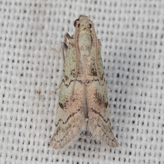 Cacotherapia flexilinealis