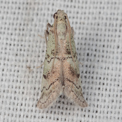 Cacotherapia flexilinealis