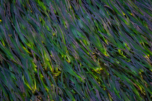 Cymodocea rotundata observed 2026-05-19