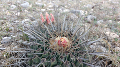 Thelocactus rinconensis
