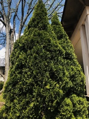 Chamaecyparis obtusa