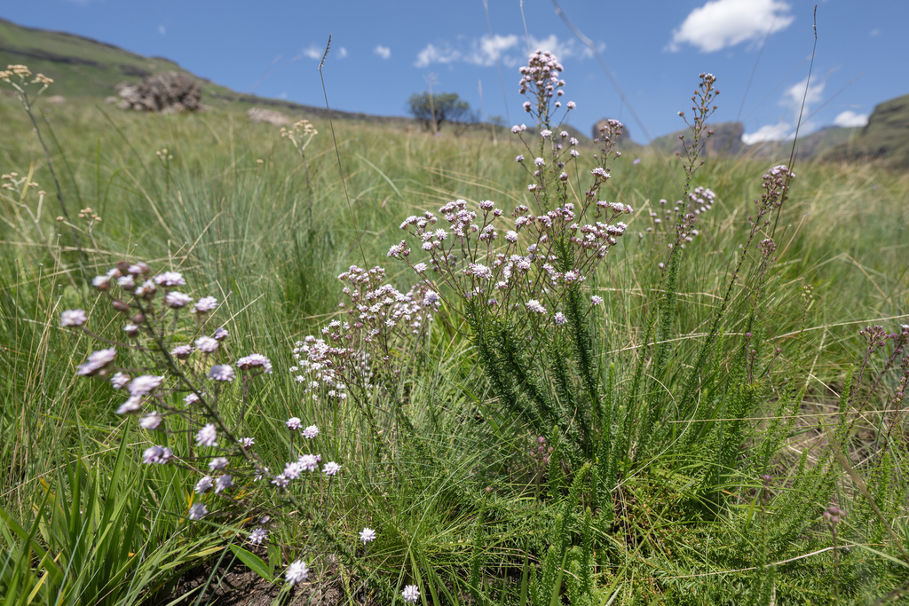 Selago densiflora; photograph (c) Morten Ross, some rights reserved (CC BY)