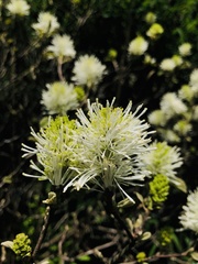 Fothergilla