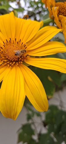 Western Honey Bee