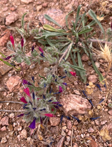 Echium humile
