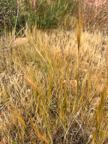 cape ricegrass