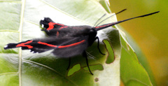 Ancyluris aulestes