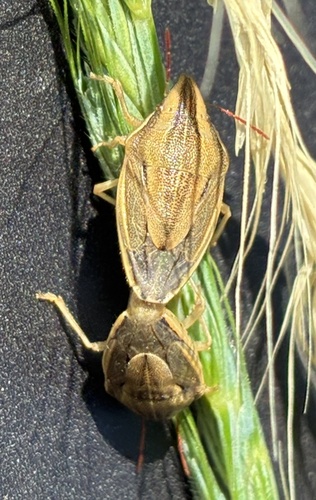 Aelia fieberi