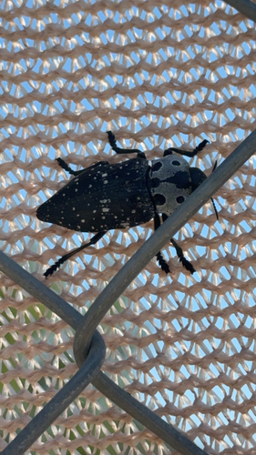 Capnodis carbonaria