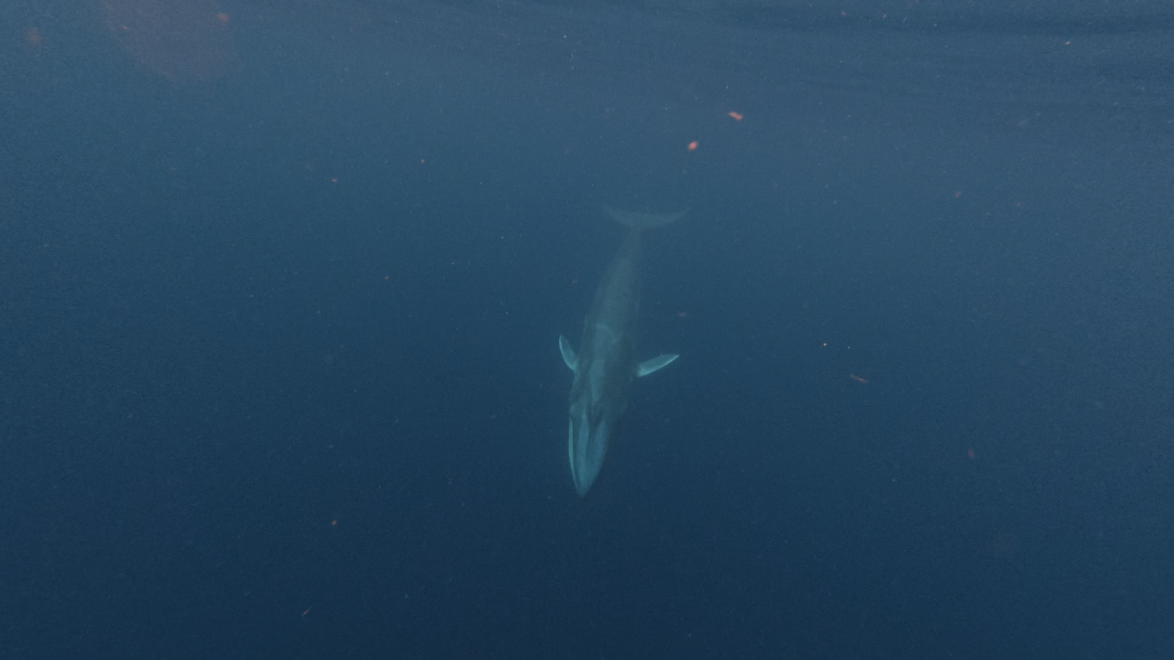 Balaenoptera omurai