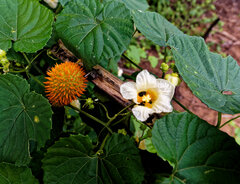 Momordica foetida