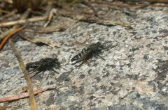 Cyrtopogon