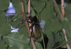 Dynastes septentrionalis