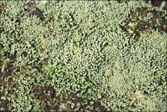 Neophyllis melacarpa