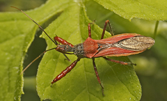 Scipinia arenacea