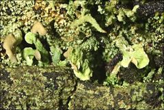 Thysanothecium scutellatum