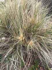Spinifex hirsutus