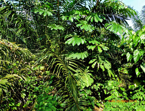 Musanga cecropioides, photograph 2