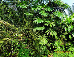 Musanga cecropioides, photograph (c) Philippe Hornus, some rights reserved (CC BY)
