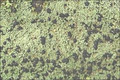 Neophyllis melacarpa