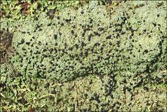 Neophyllis melacarpa