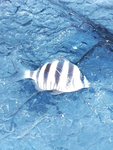 Zebra Seabream