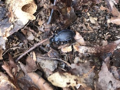 Carabus goryi