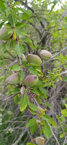 Prunus bucharica