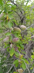 Prunus bucharica