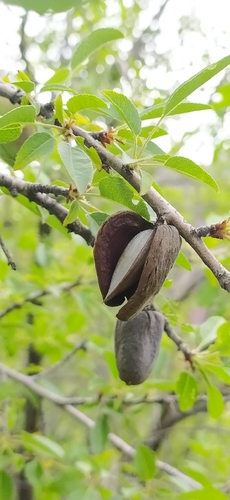 Prunus bucharica, photograph 2