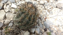 Coryphantha salinensis