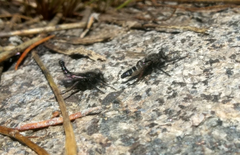 Cyrtopogon