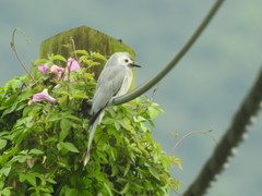 Dicrurus leucophaeus leucogenis