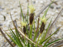 Carex tonsa