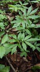 Cardamine bulbifera